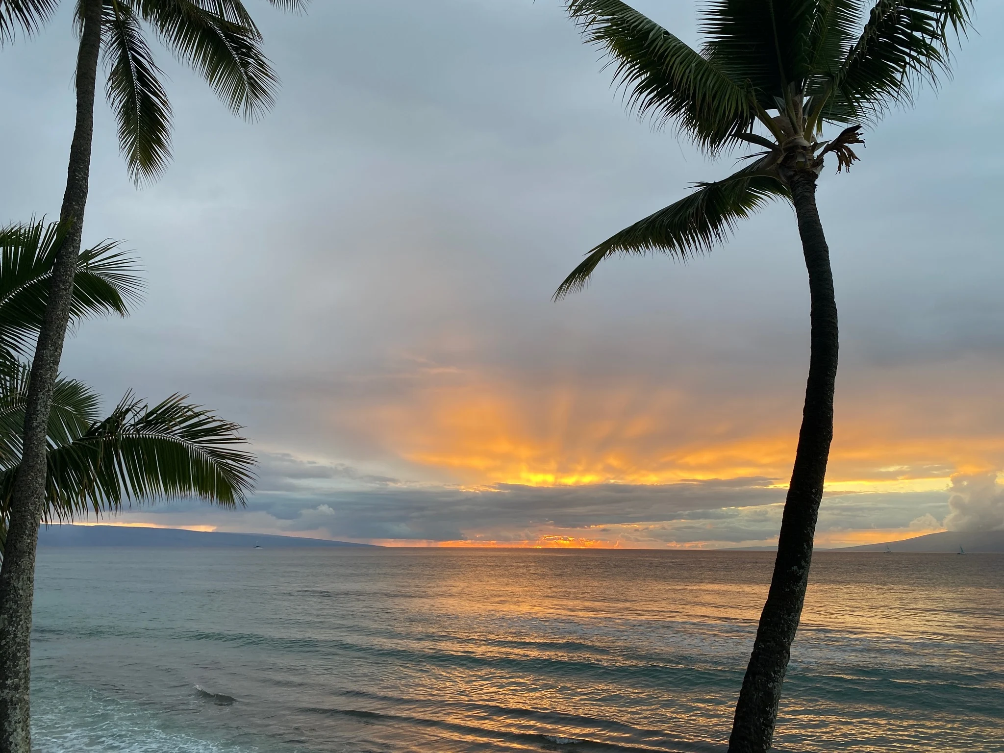 The sun breaking through the palms at the end of the day