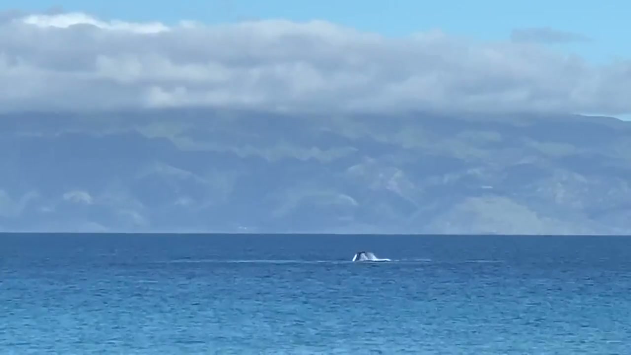 Humpback whale breaching in the waters off Maui, viewed from the lanai at unit 711